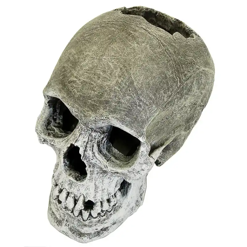 Blue Ribbon LIFE LIKE HUMAN SKULL