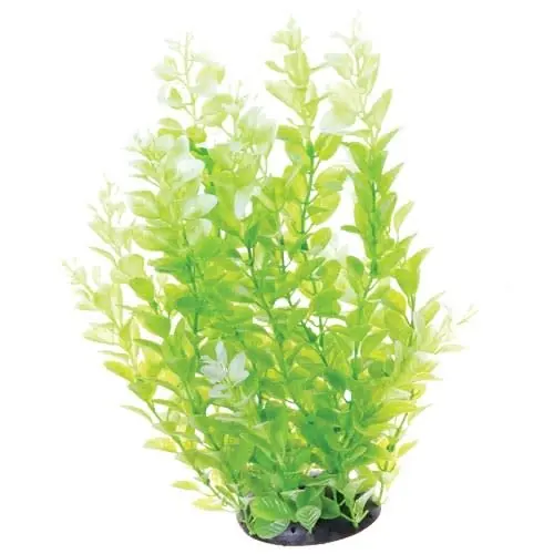 Underwater Treasures UT CARDAMINE WHITE TIPPED 12"