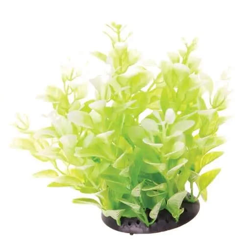 Underwater Treasures UT CARDAMINE WHITE TIPPED 6"