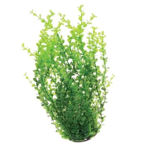 Underwater Treasures UT GREEN MONEYWORT 16"