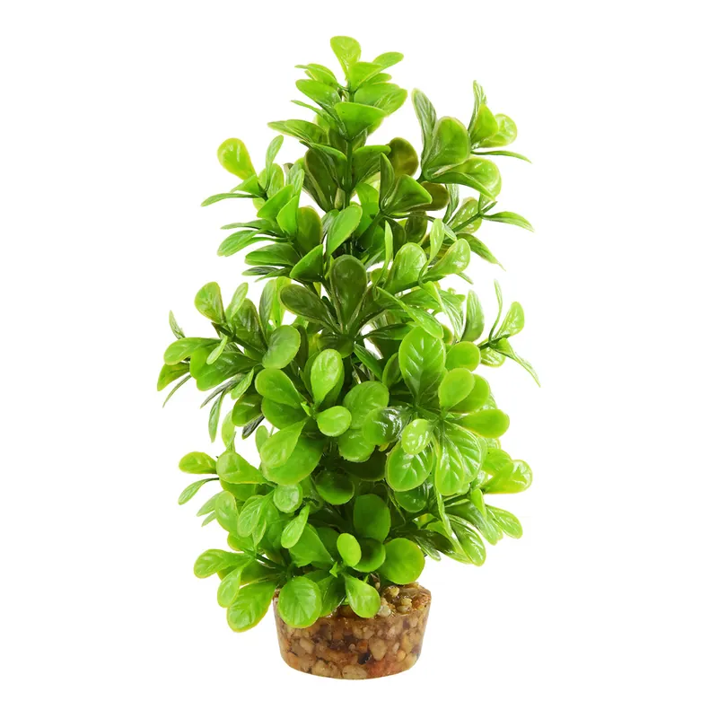 Underwater Treasures MONEYWORT TREE 8"