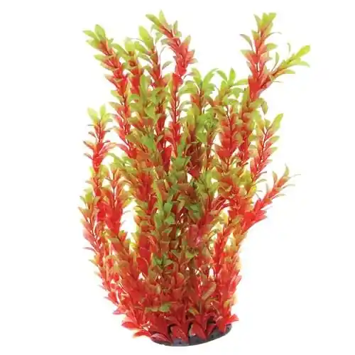 Underwater Treasures UT LUDWIGIA RED 20"