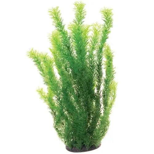 Underwater Treasures PLANT CABOMBA 20"