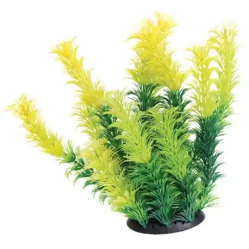 Underwater Treasures UT PLANT DIANDRA 6"