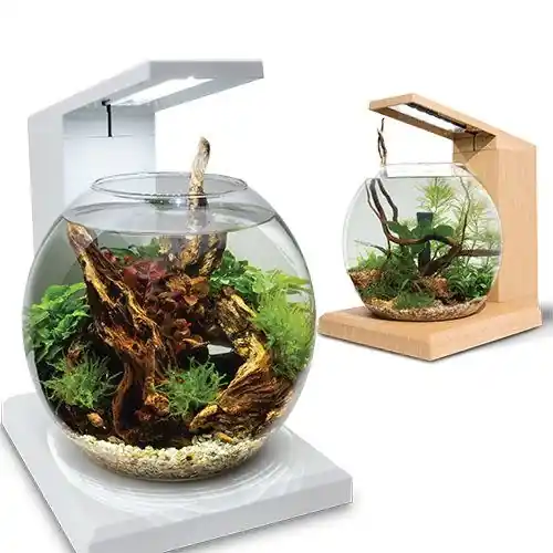 Fluval LIV 6.7 L MICROSCAPING AQUARIUM KIT TEAK