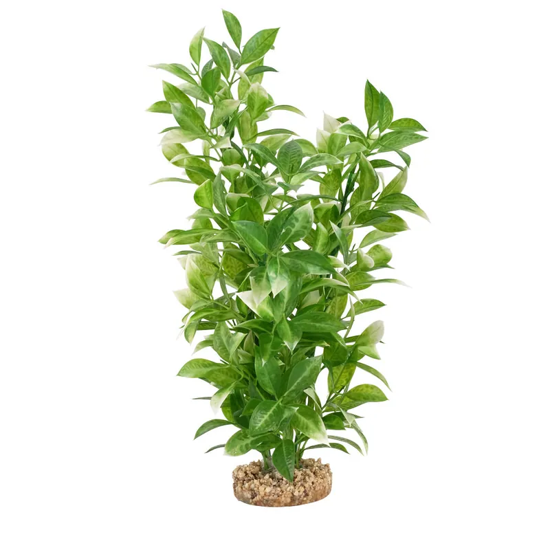 Fluval WHITE TIPPED LUDWIGIA 14"