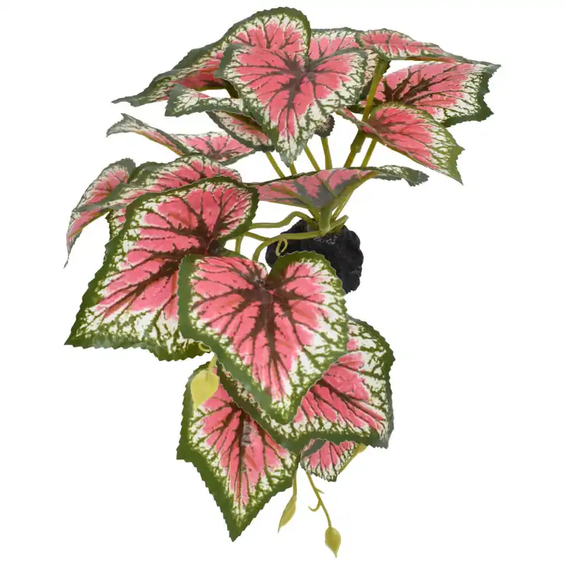 Komodo STANDING CALADIUM PLANT
