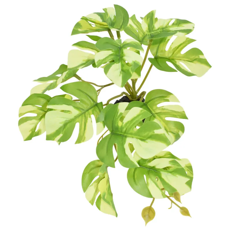 Komodo STANDING VARIGATED MONSTERA PLANT