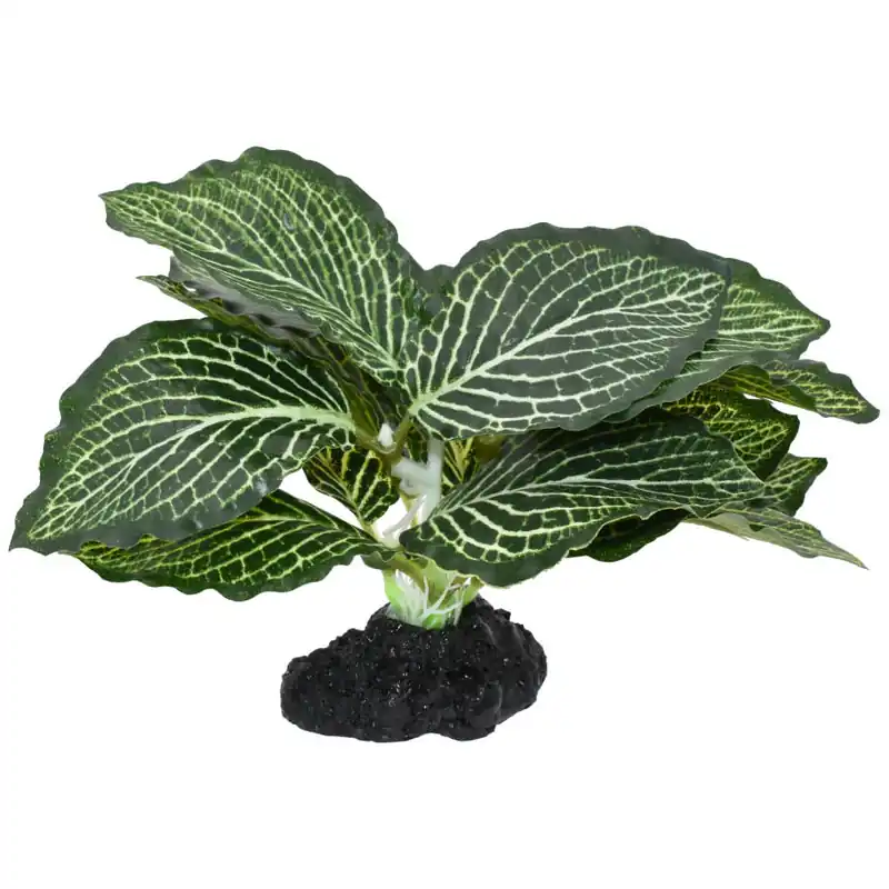 Komodo STANDING VEIN PLANT