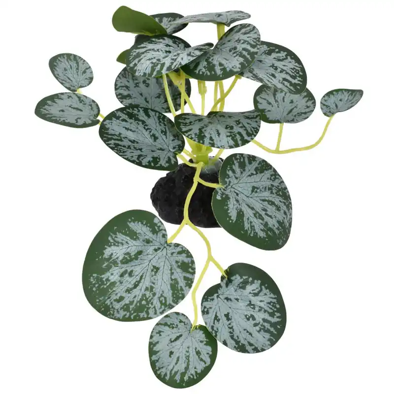 Komodo STRING OF HEARTS PLANT