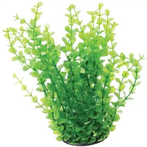 Underwater Treasures UT GREEN MONEYWORT 10"