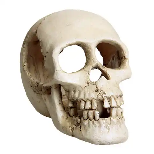 Underwater Treasures SKULL HORROR