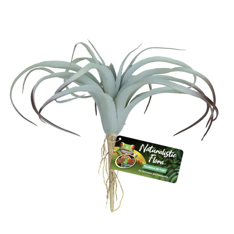 Zoo Med PLANT TILLANDSIA AIR PLANT