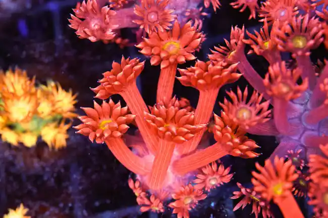 Red Goniopora WYSIWYG - SAQ Coral Farm