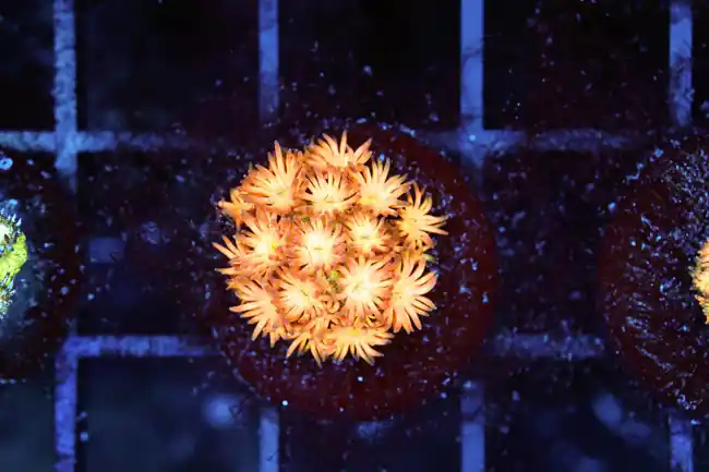Sunburst Goniopora WYSIWYG - SAQ Coral Farm