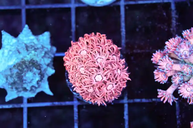 Bubblegum Goniopora WYSIWYG - SAQ Coral Farm