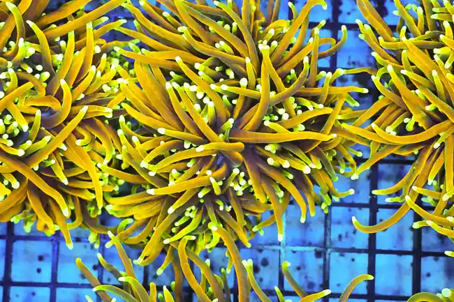 Gold Torch WYSIWYG - SAQ Coral Farm