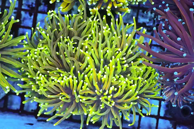 Gold Green Torch Colony WYSIWYG - SAQ Coral Farm