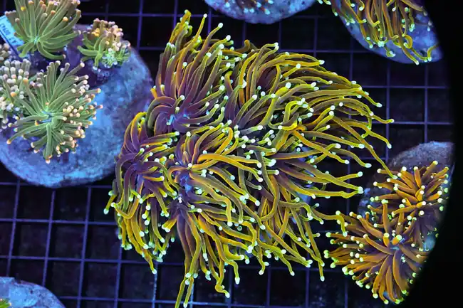 LG Gold Torch Colony WYSIWYG - SAQ Coral Farm