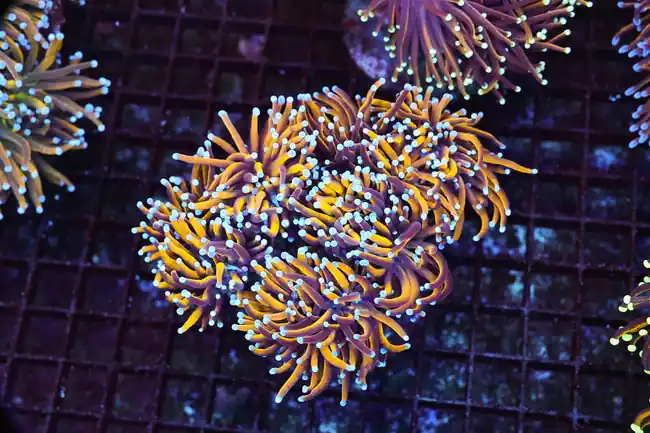 LG Gold Torch Colony WYSIWYG - SAQ Coral Farm