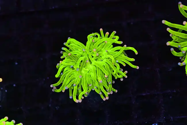 Holy Grail Torch WYSIWYG - SAQ Coral Farm