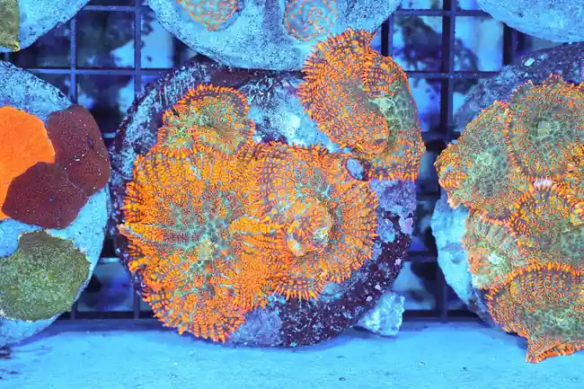 Orange Rhodactis Mushroom Rock WYSIWYG - SAQ Coral Farm