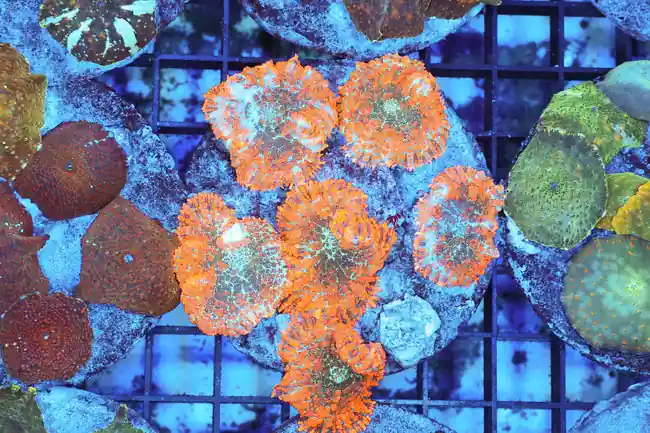 Orange Rhodactis Mushroom Rock WYSIWYG - SAQ Coral Farm