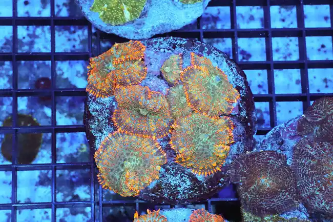 Orange Rhodactis Mushroom Rock WYSIWYG - SAQ Coral Farm