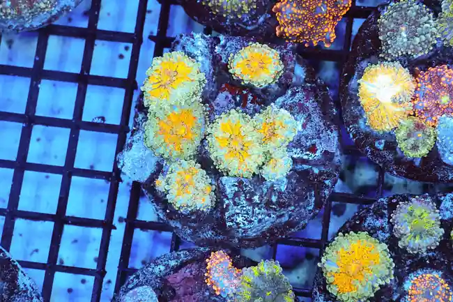 Ricordea Yuma Rock WYSIWYG - SAQ Coral Farm