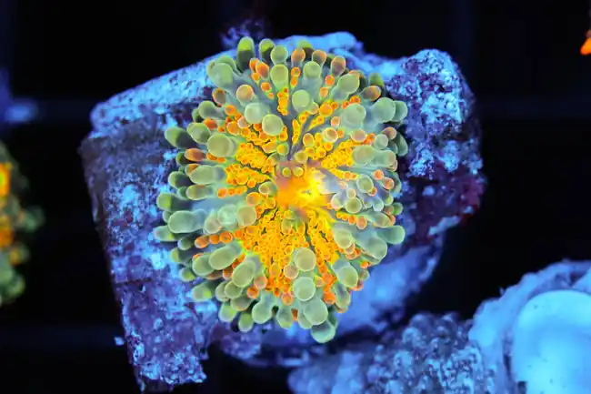 Bright Yuma WYSIWYG - SAQ Coral Farm
