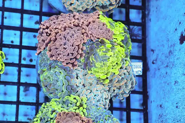 Hammer Garden Colony WYSIWYG - SAQ Coral Farm