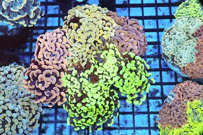 Hammer Garden Colony WYSIWYG - SAQ Coral Farm