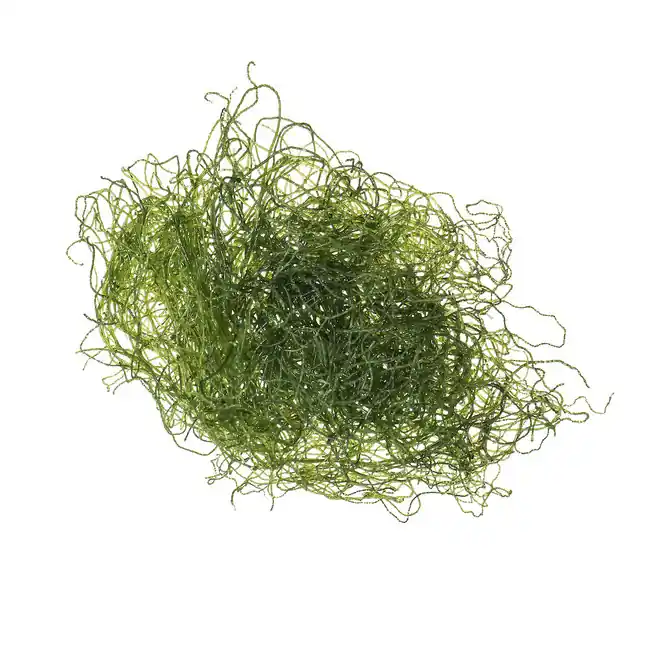 Chaeto (Spaghetti Algae) Chaetomorpha - Chicago