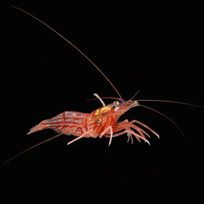 Peppermint Shrimp - XL Wild Caught (Lysmata sp.) - Cleanup Crew