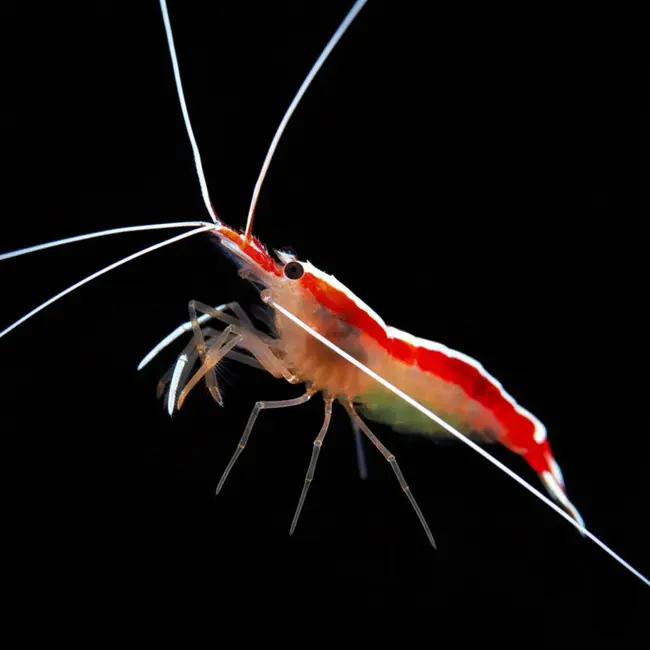 Skunk Cleaner Shrimp (Lysmata sp.) - Cleanup Crew