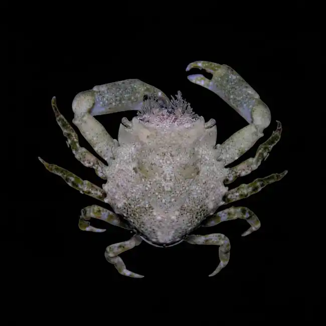 Pitho Crab - Cleanup Crew