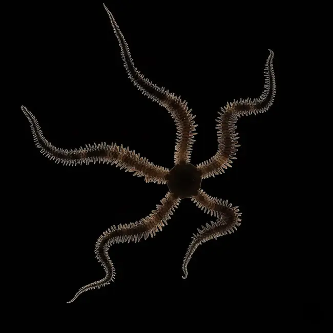 Brittle Starfish (Ophiocoma spp.) - Cleanup Crew