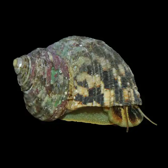(10) Pack LARGE Mexican Turbo Snail (Turbo Fluctuosa) - Cleanup Crew