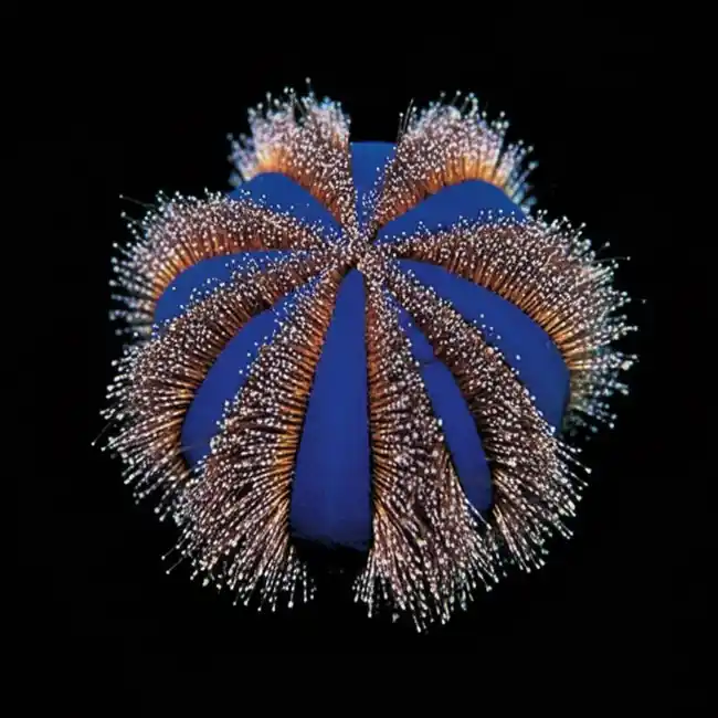 Tuxedo Urchins (Mespilia globulus) 0.5" - 1.0" - ORA Chicago