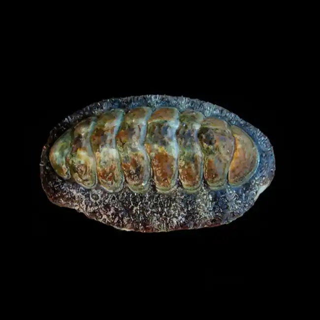 Fuzzy Chiton (Chiton sp.) - Cleanup Crew