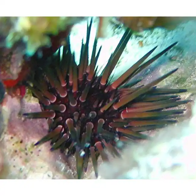Shortspine Urchin (Echinometra sp.) Atlantic - Cleanup Crew