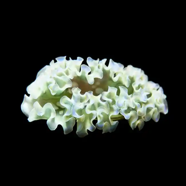 Lettuce Nudibranch (Elysia crispata) Sea Slug - Cleanup Crew