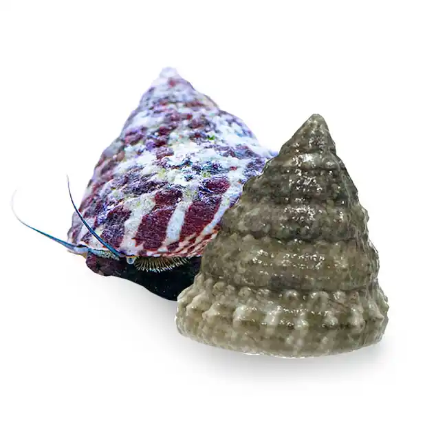 (5) Pack Trochus Snails (Trochus spp.) Banded or White - Cleanup Crew