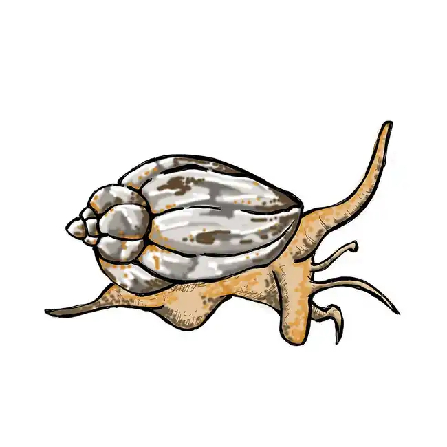 (10) Pack LARGE Nassaurius Snail (Nassarius vibex) - Cleanup Crew