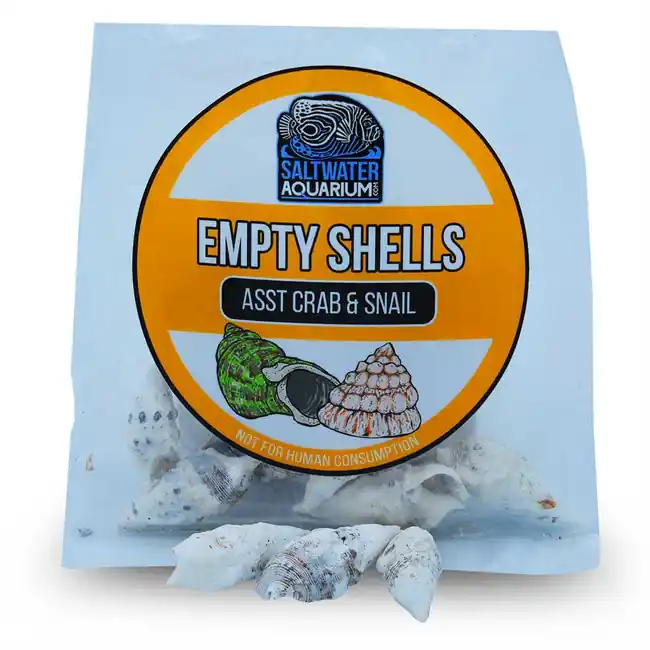 (10) Medium Conical Shaped Sterilized Aquarium Safe Empty Shells - SaltwaterAquarium