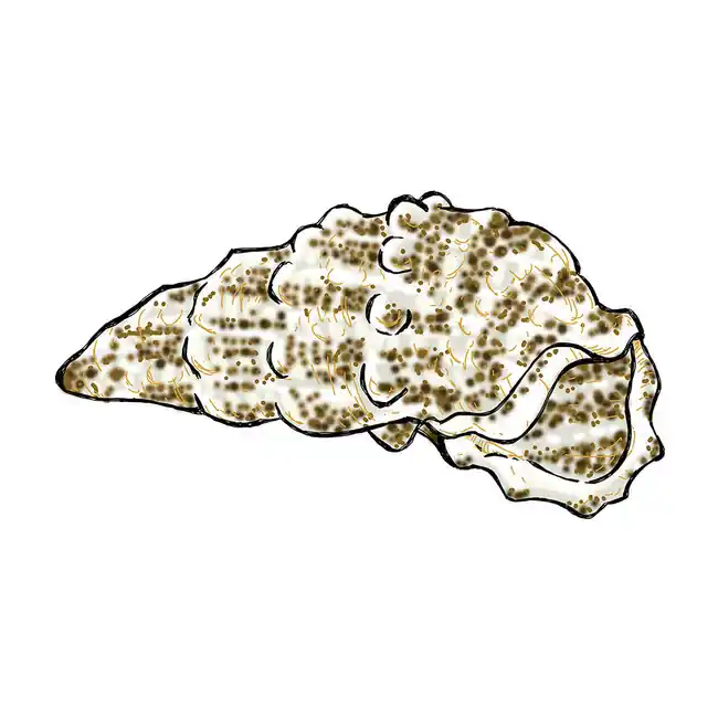 (10) Pack Cerith Snail (Cerithium SP) - Cleanup Crew