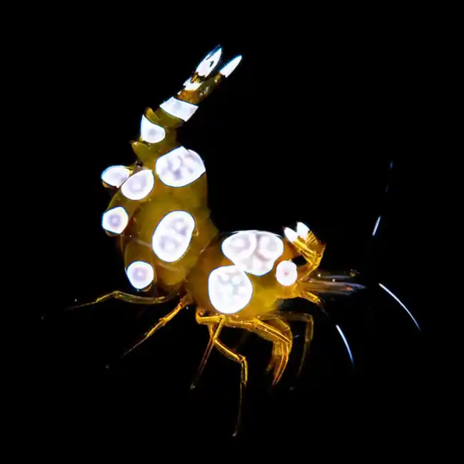Sexy Shrimp (Thor amboinensis) - Chicago Cleanup Crew