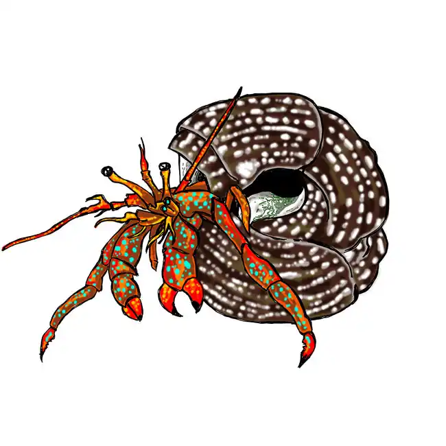 (5) Pack Red Legged Hermit Crabs (Clibanarius sp) - Cleanup Crew