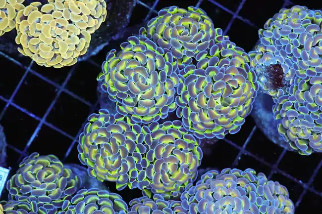 Holographic Hammer Colony WYSIWYG - SAQ Coral Farm