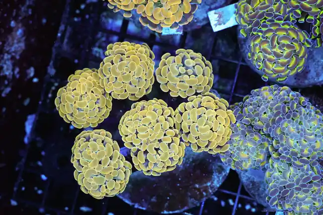 Gold Hammer Colony WYSIWYG - SAQ Coral Farm